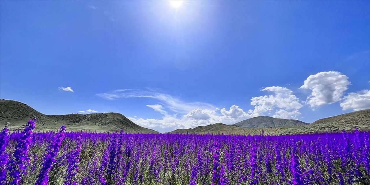 Erzurum’da mor renkli çiçekler doğayı süsledi