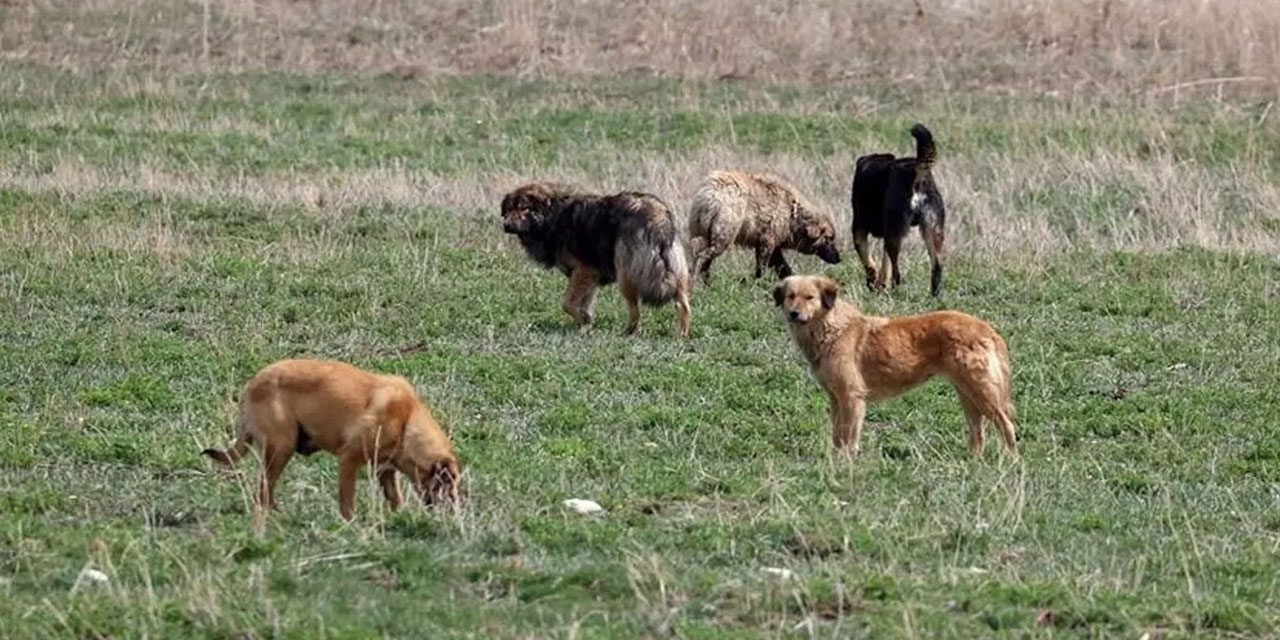 Ankaralılar da başıboş köpek sorununa çözüm bulunmasını istiyor