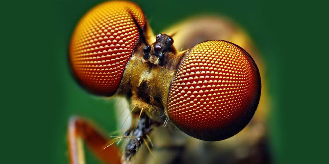 Bazı böceklerde yaratılan altıgen yapıya sahip petek gözler