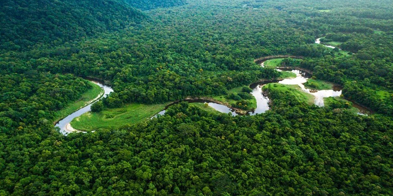 Brezilya Amazonlarında ormansızlaştırma yüzde 33,6 azaldı