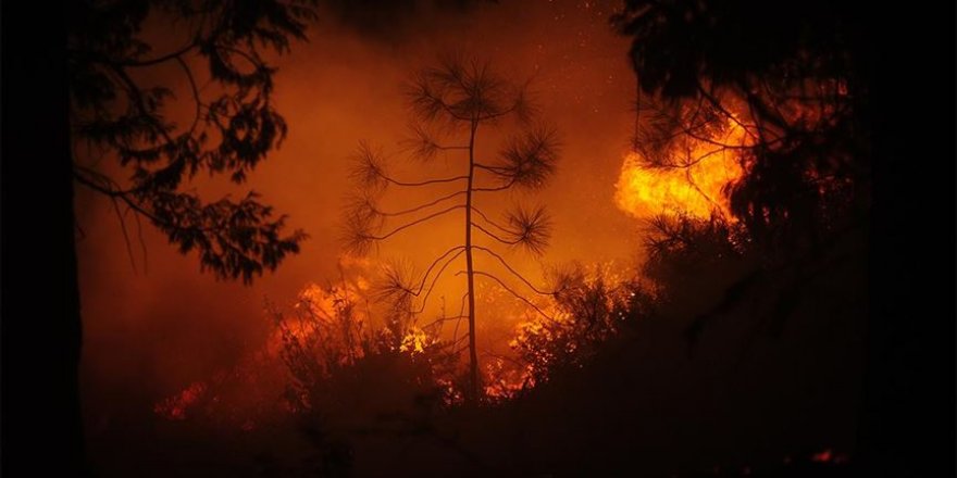 Avustralya'daki yangınlarda 6 bin hektardan fazla ormanlık alan kül oldu