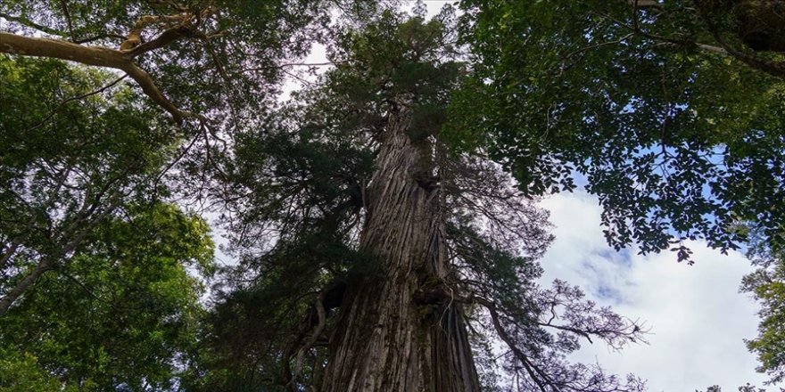 Arjantin'in 2 bin 600 yaşından büyük ağacı 'El Alerce Abuelo'