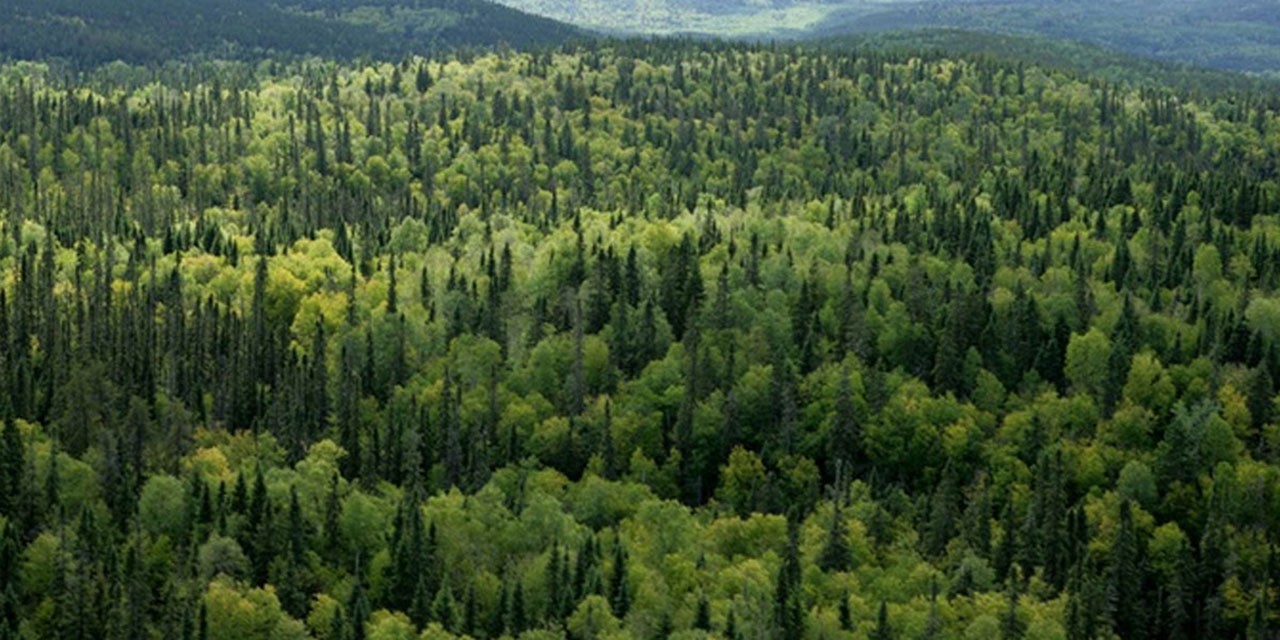 Norveç ile Endonezya yağmur ormanları için yeni anlaşma imzaladı