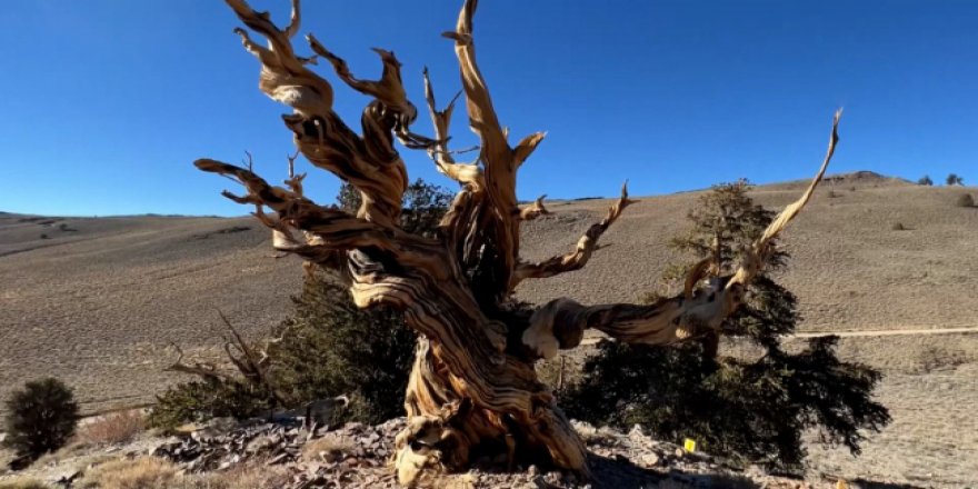 Dünyanın en yaşlı ağaçlarından biri ABD'de bir ormanda gizleniyor