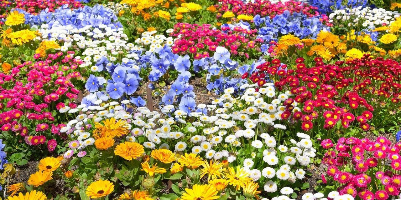 Kur'ânî bahçede her zaman başka renkte, tesirde hakikî cennet çiçekleri açılıyor