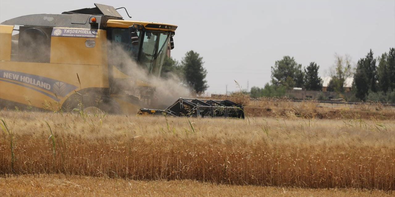 Mardin Ovası'nda çiftçiler mutlu: Allah bereketini yağdırdı