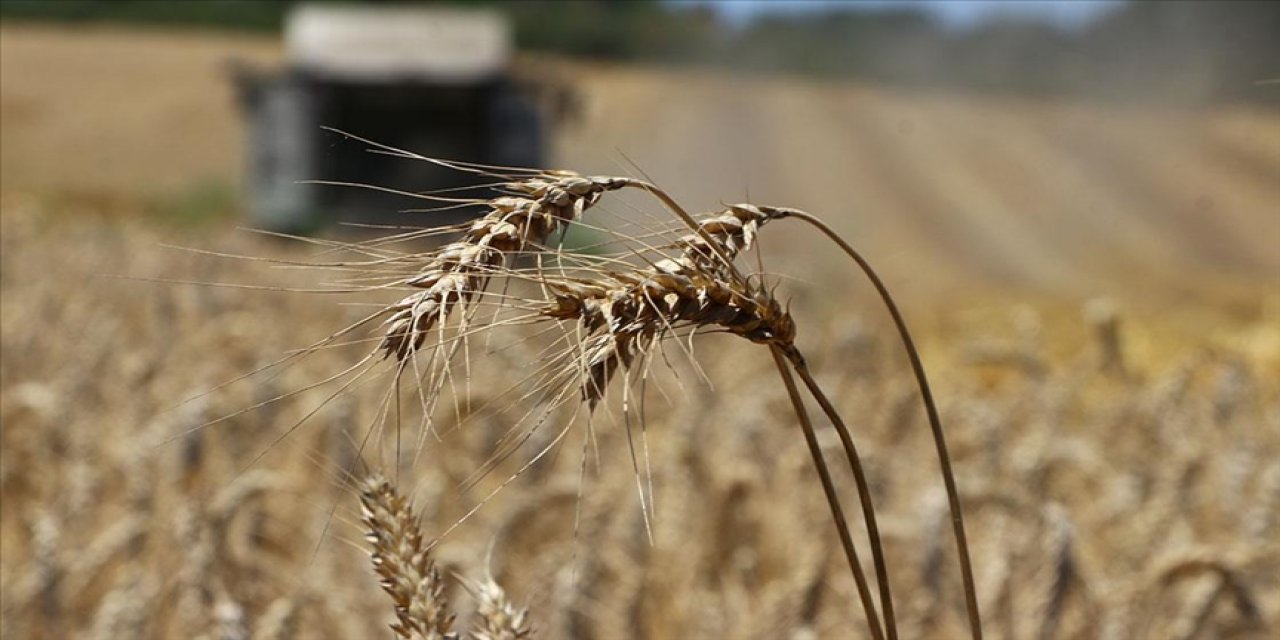 İstanbul'daki anlaşma meyvelerini veriyor: Buğday fiyatları geriledi