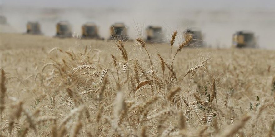 Rusya-Ukrayna savaşıyla körüklenen gıda milliyetçiliği buğdaya da sıçradı