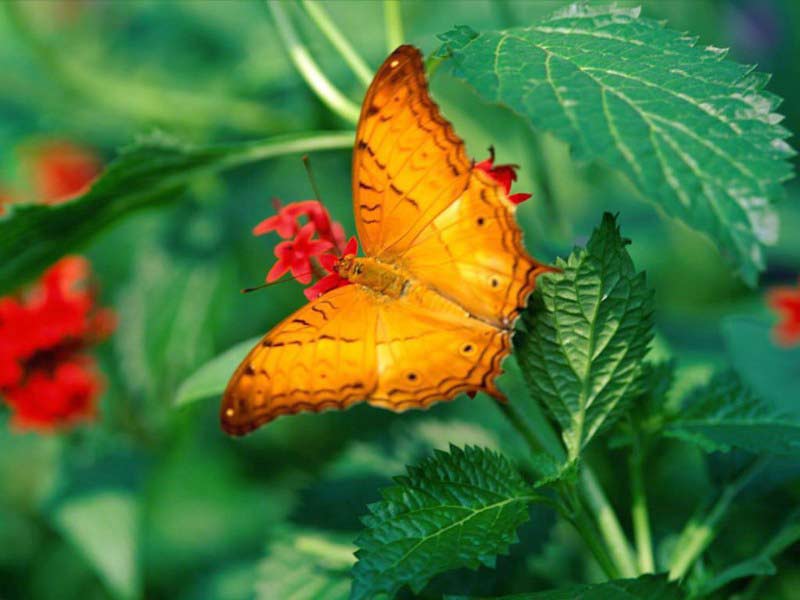 orange-butterfly.jpg