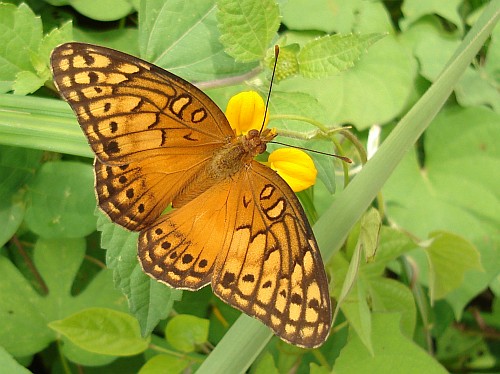 butterfly-resting.jpg