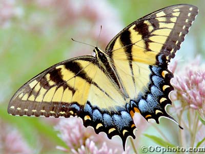 TigerSwallowtail2.jpg