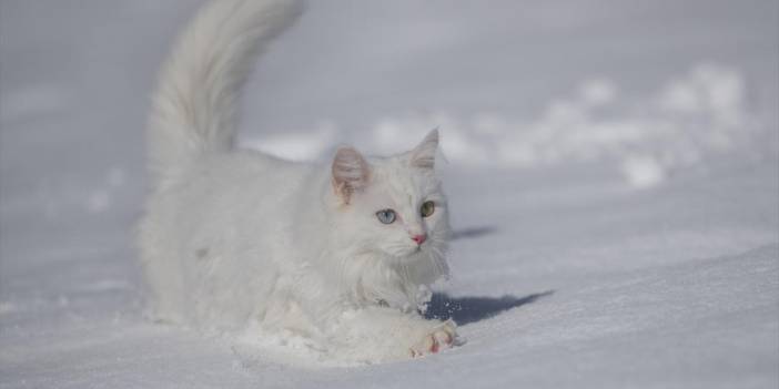 Van Kedileri beyaz rahmet kar ile buluştu