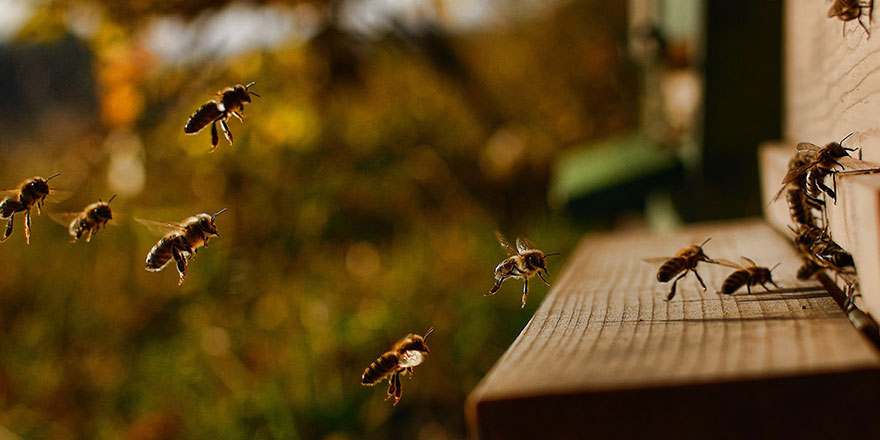 ABD mahkemesi arıları balık saydı