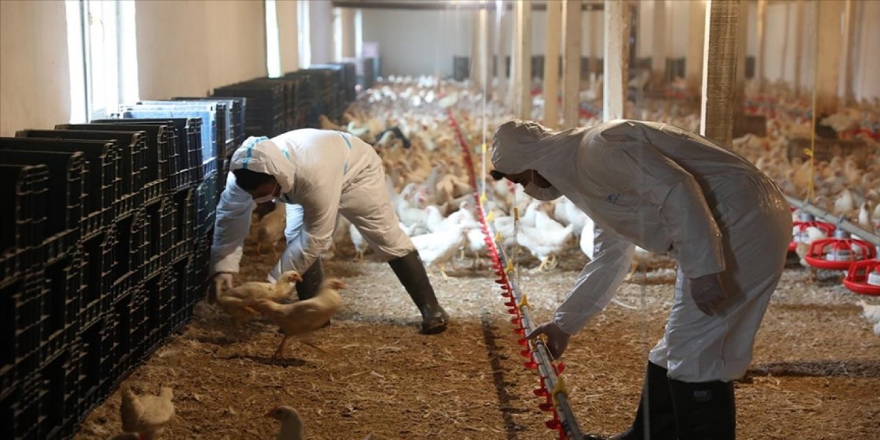 Bursa'daki meslek lisesinin çiftliğinde üretilen yumurtalar öğrencilere harçlık oluyor