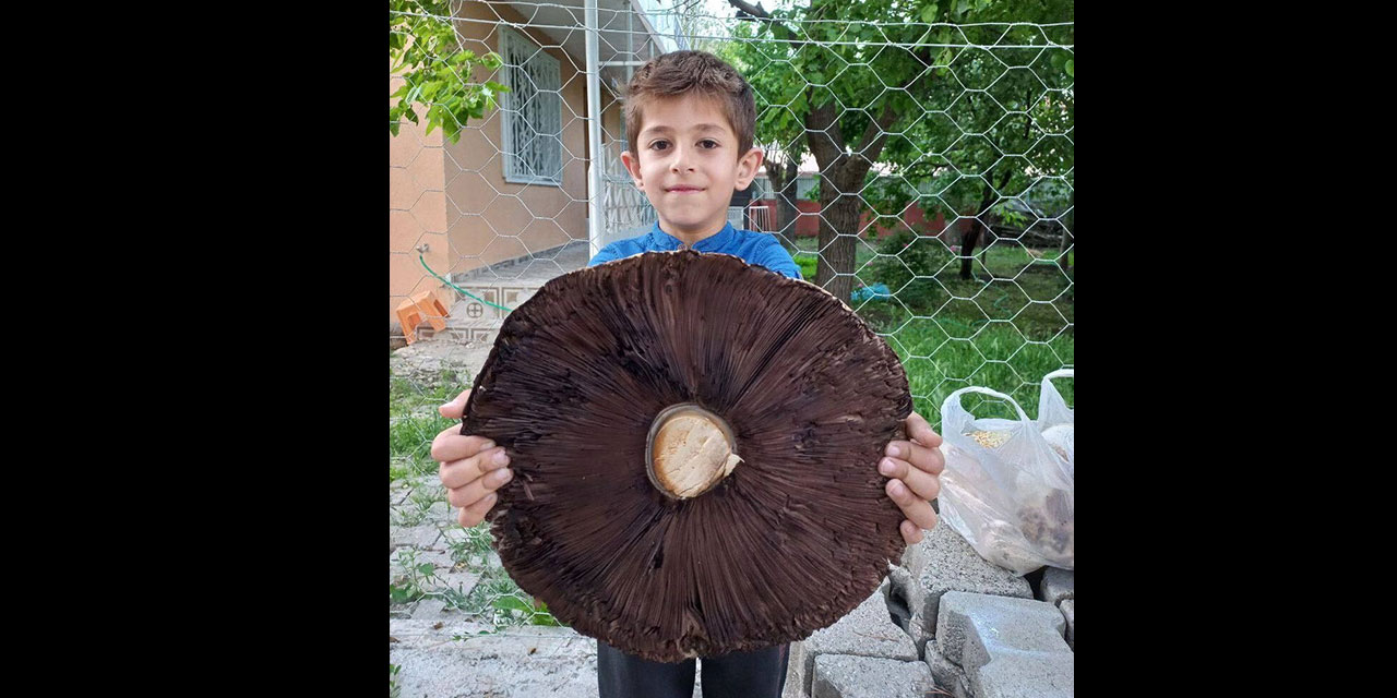 Erzurum'da 6 kiloluk devasa mantarlar görenleri şaşırttı