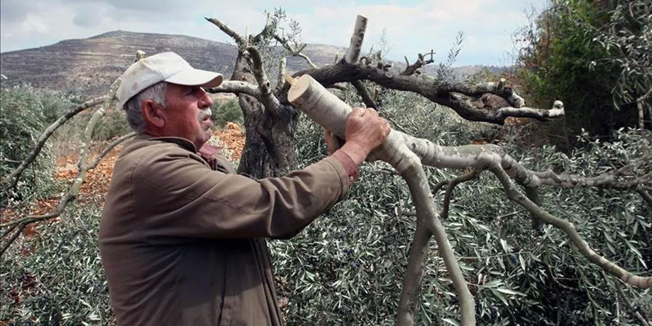 İşgalci Yahudiler, Filistinlilere ait 400 zeytin ağacını söktü