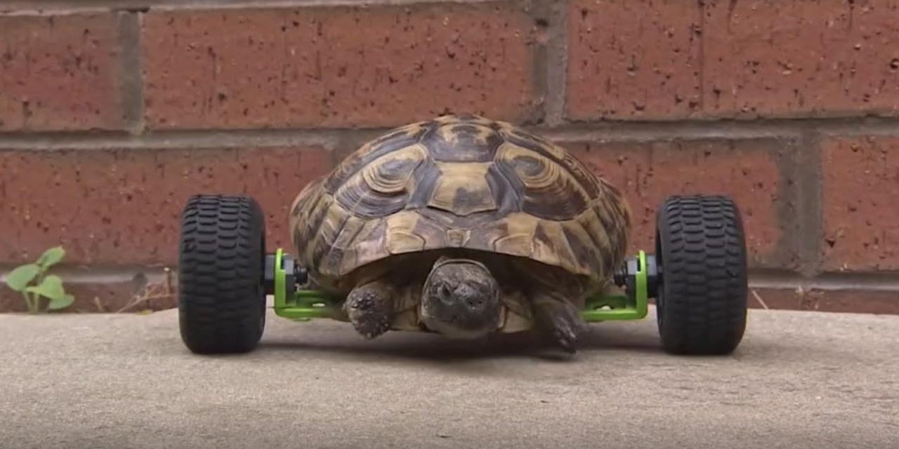 Merhamet haberi: Kaplumbağaya tekerlek bacak yapıldı