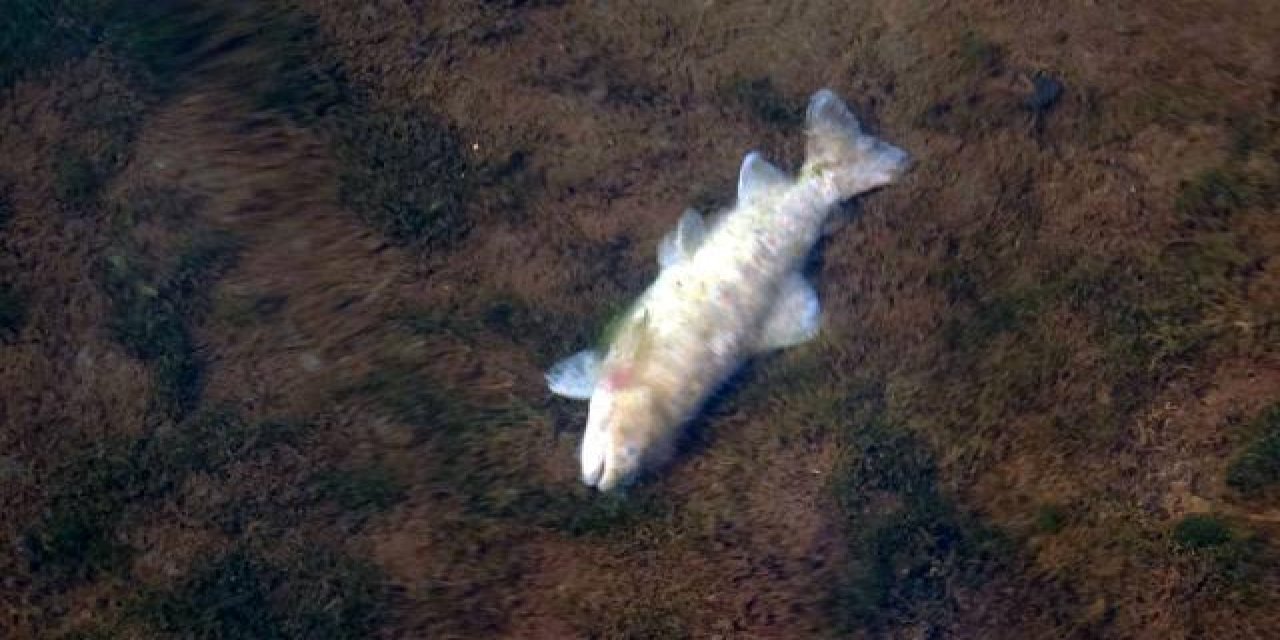 Kızılırmak'taki balık ölümlerinin nedeni araştırılıyor