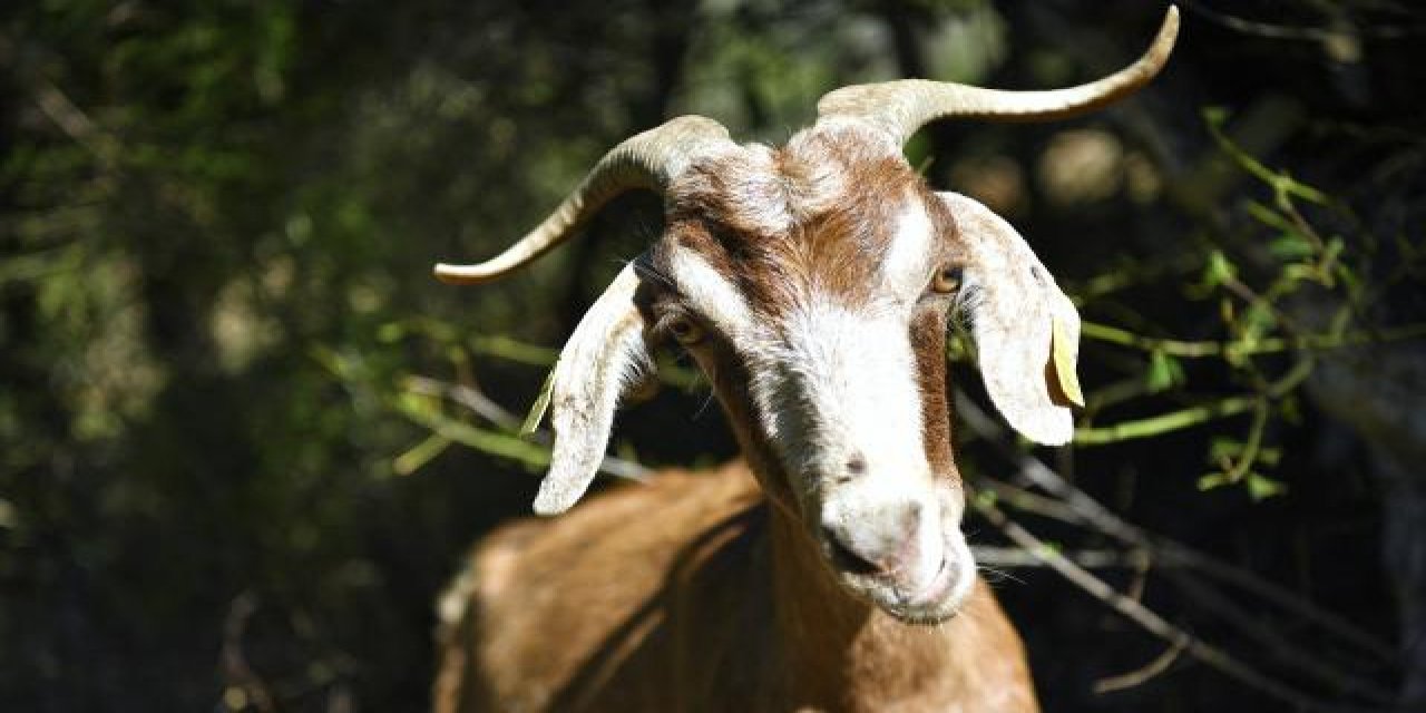 İspanya, orman yangınlarını engellemek için keçileri kullanacak