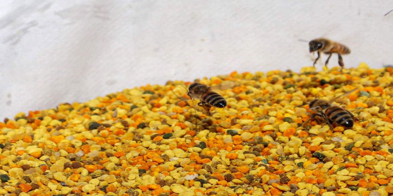 Arıcı kardeşler 1750 rakımlı Cevizlik Yaylası'nda polen üretiyor