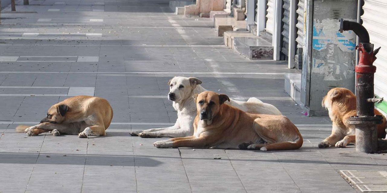 Tüm şehirler olduğu gibi Bitlisliler de sahipsiz köpeklerin toplatılmasını istiyor