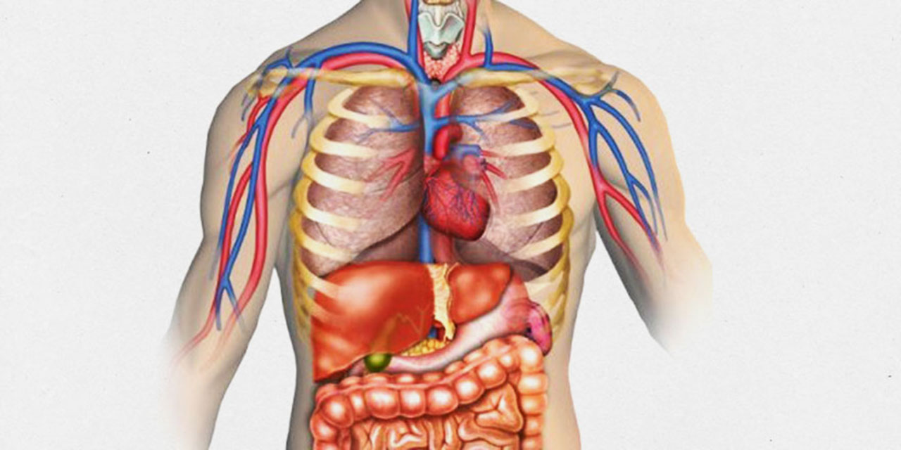 Vücudumuzda hangi organ ne zaman daha verimli olur?