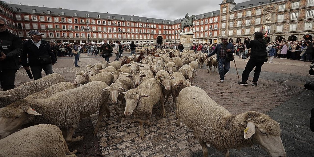 Madrid'de koyunlar şehir turu attı