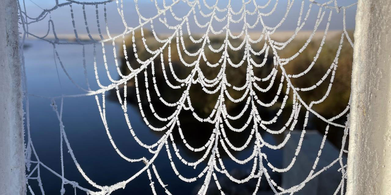 Ardahan'da örümcek ağları buz tuttu