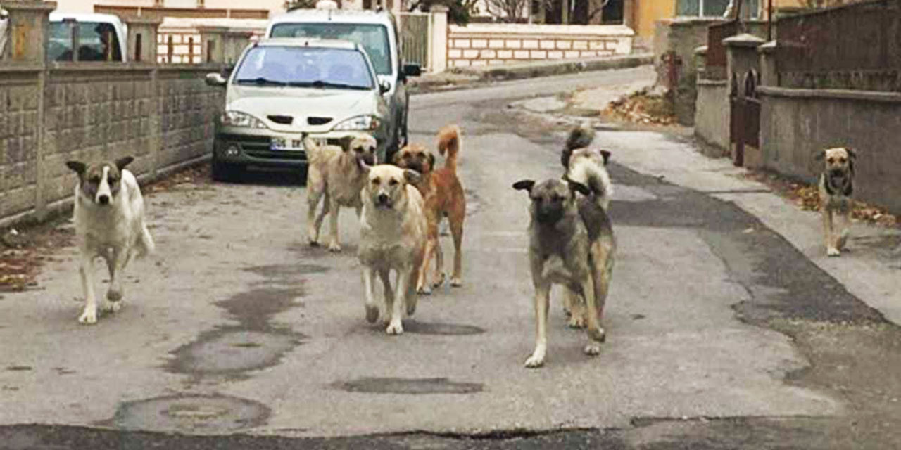 Hükümete çağrı: Sayısı 10 milyonu bulan başıboş köpekleri toplayın