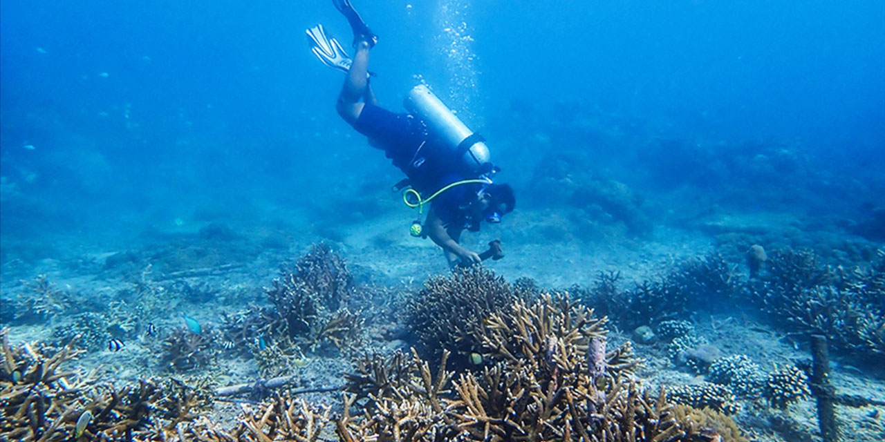 Hint Okyanusu'nda yeni deniz canlıları keşfedildi