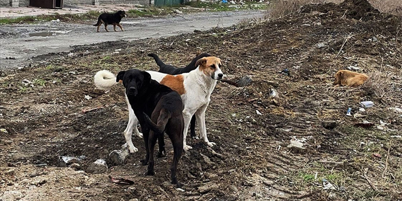 MAZLUMDER: Köpekler can güvenliğini tehdit ediyor, bu sene 27 kişi öldü
