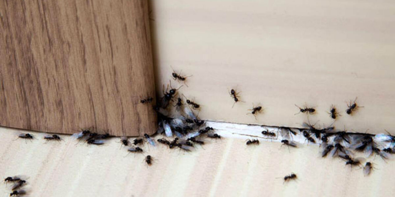 Karıncaları evden uzaklaştıran dua