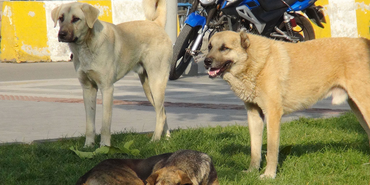 Köpeklerin saldırısı nedeniyle valilik ve belediye tazminat ödeyecek