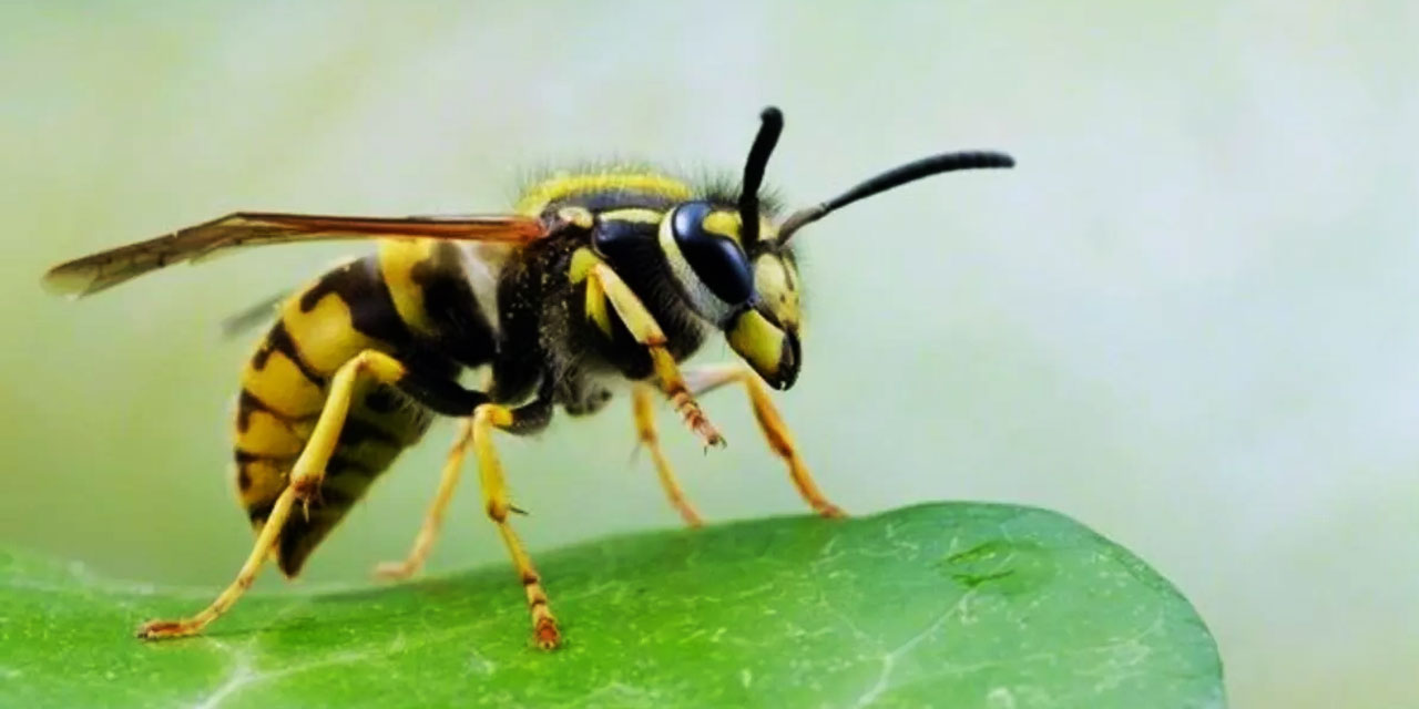 Yaban arılara gelen ilham: Tecrübeli arıları izleyerek bulmaca çözmeyi öğreniyor