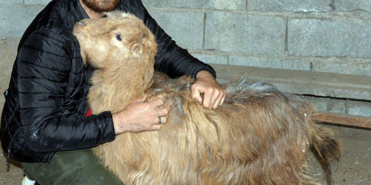 Deprem enkazında aç-susuz kalan keçi 47 gün sonra sağ çıktı