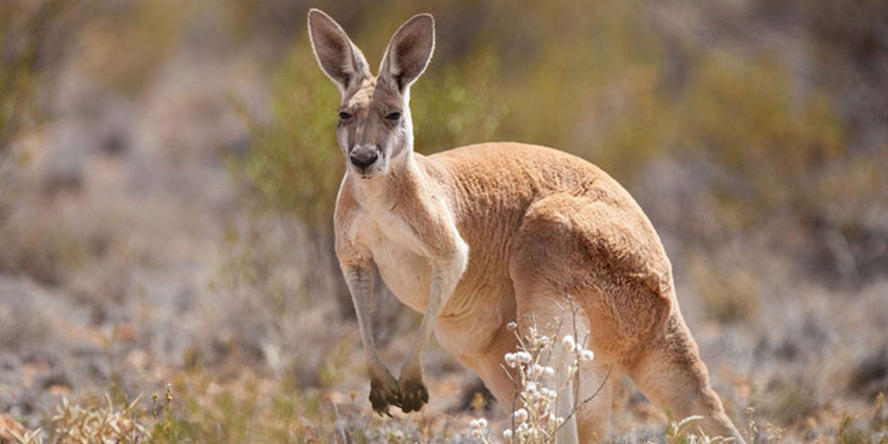 Avustralya 5 milyon kanguruyu öldürmeyi tartışıyor