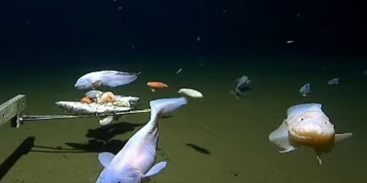 Denizin 8 km altında yaşayabilen balık tespit edildi
