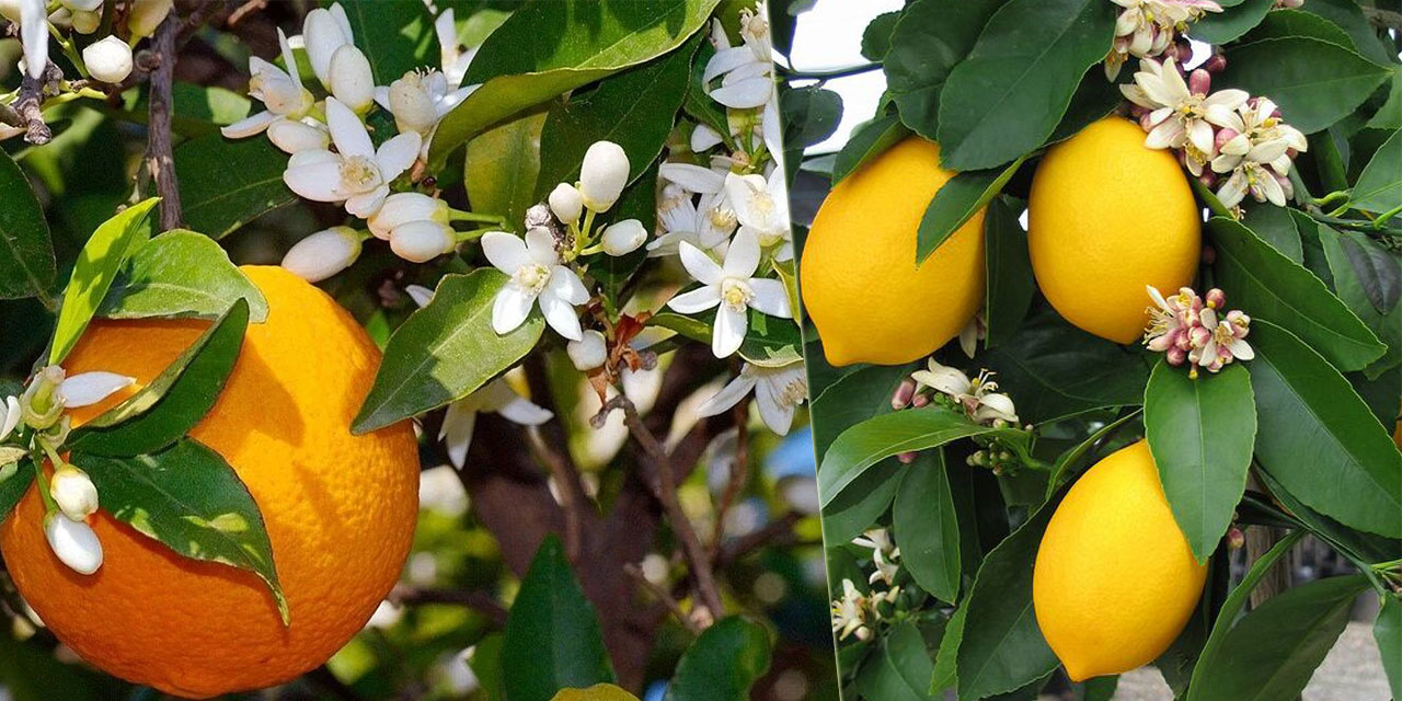 Portakal ve limon çiçeği kokuları arasında tefekkür seyahati