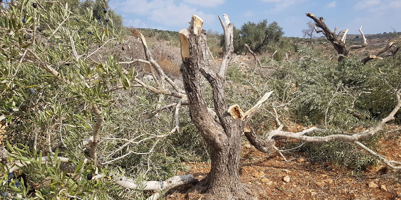 İşgalci Yahudi yerleşimciler Filistinlilerin 155 zeytin ağacını kesti