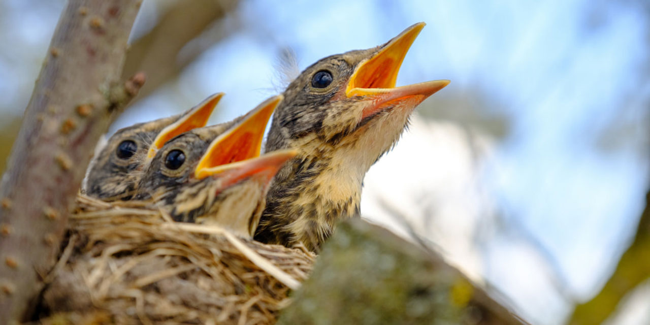 Yavru Kuşların Hayret Uyandıran Beslenmesi