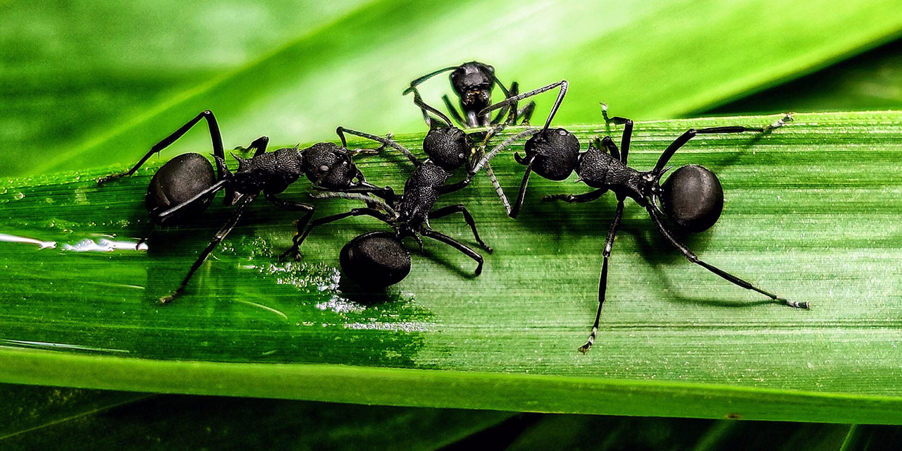 Bu karınca kolonisinin tamamı ölü taklidi yapıyor