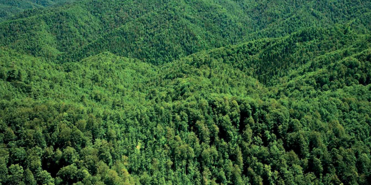 Türkiye'de kişi başına düşen ağaçlık yeşil alan miktarı 12,63 metrekare oldu