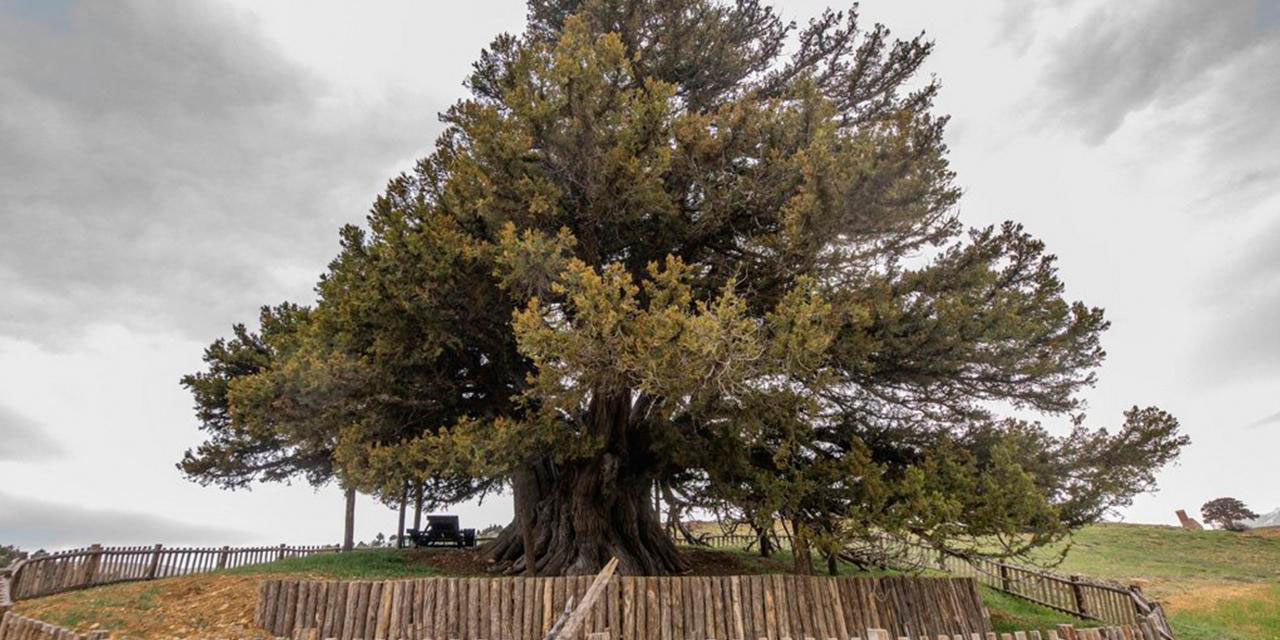 Türkiye'nin en yaşlı ağacı 4 bin 117 yaşında