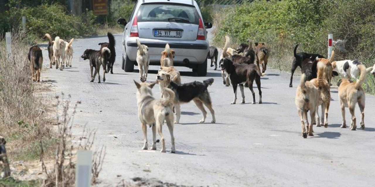 İstanbul Valiliğinden 39 ilçeye: Sokak köpeklerini toplayın, kısırlaştırın, serbest bırakın!