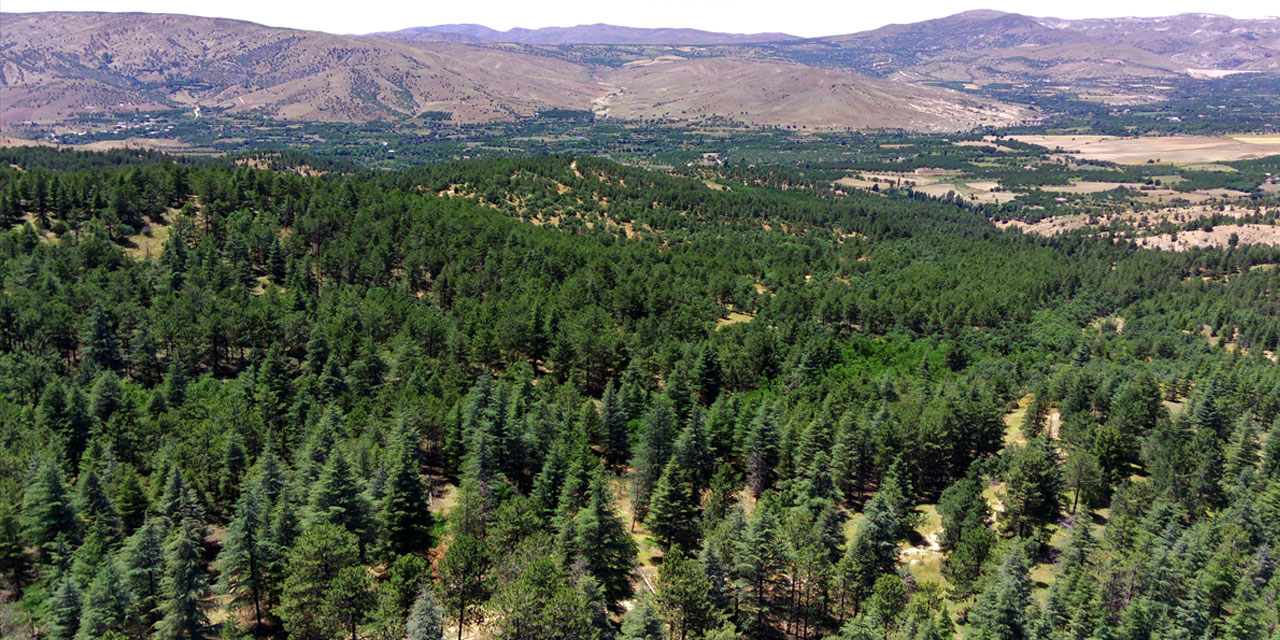 Adalet Bakanlığının e-Tebligat uygulamasıyla 126 bin 990 ağaç kurtarıldı