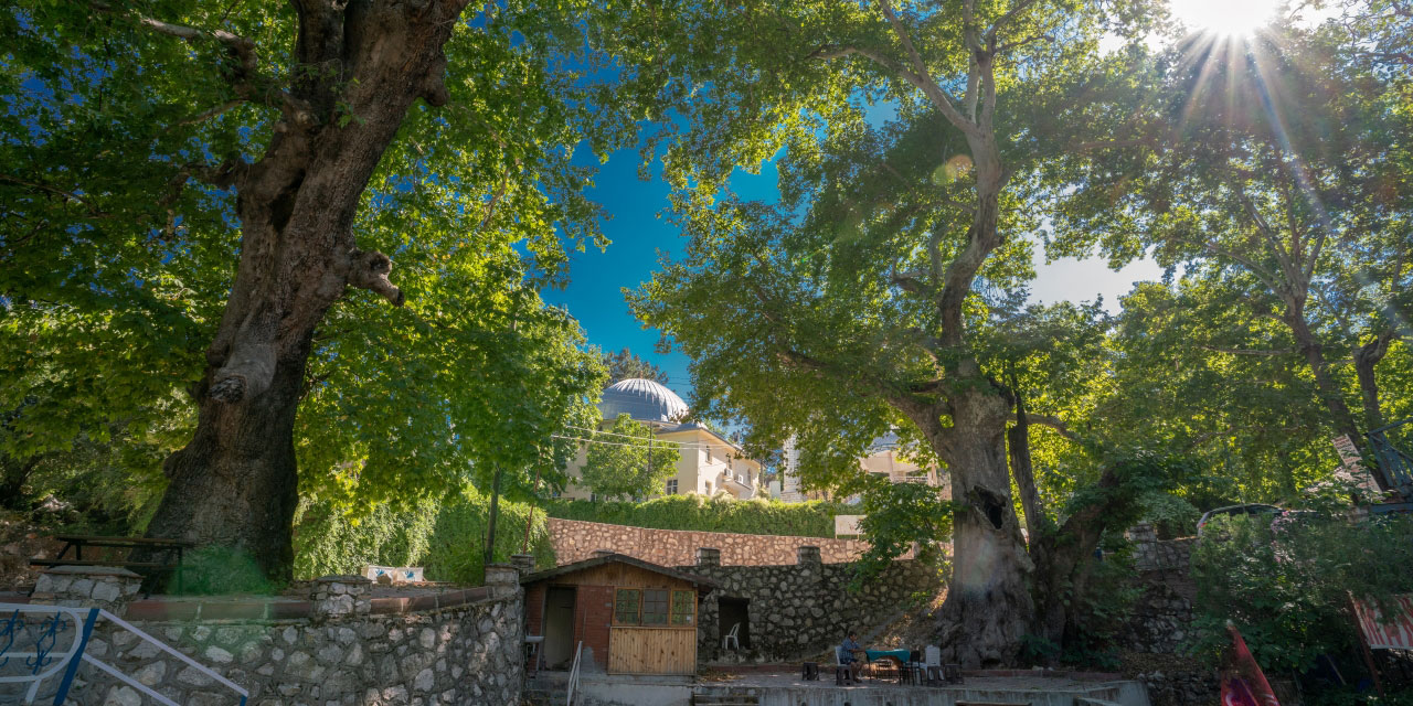 Antalya'nın 1800 yıllık çınar ağacı gölgesi ile serinletiyor