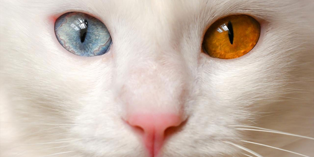 Van Kedi Villası'nın sevimli patileri