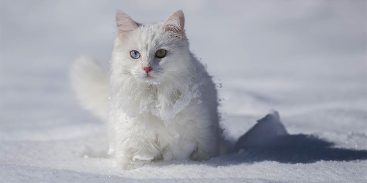 Van Kedileri beyaz rahmet kar ile buluştu