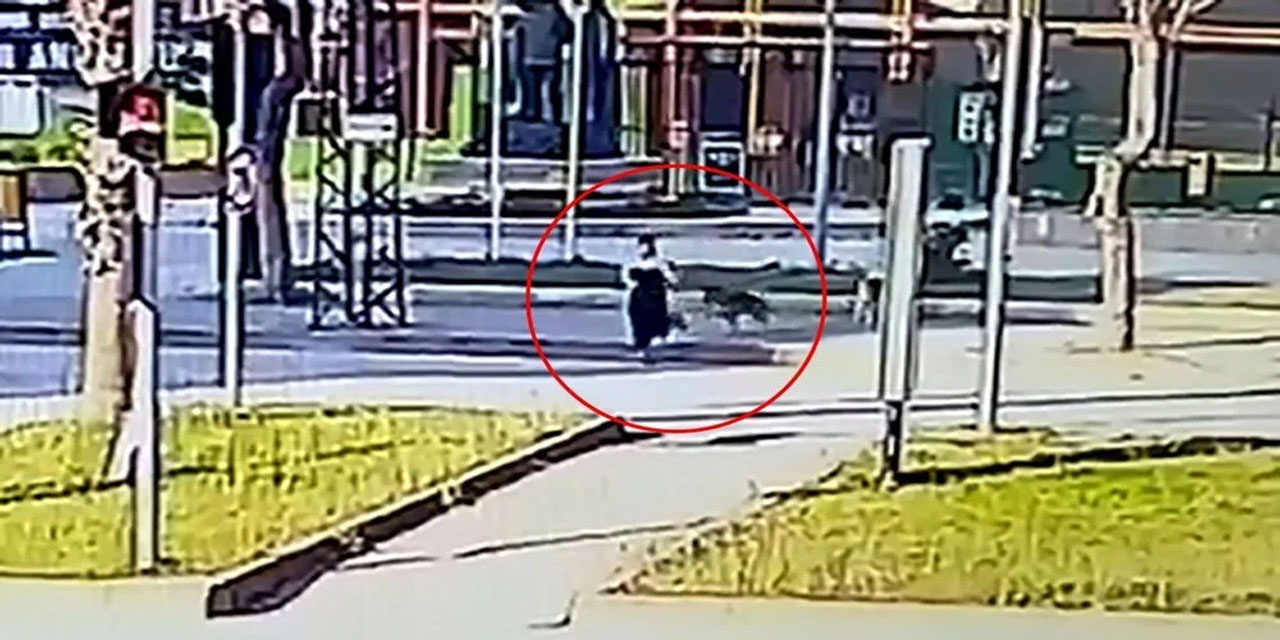 Yine sokak köpeği terörü: Köpeklerden kaçarken otomobil çarptı