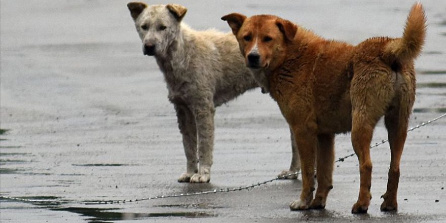 Eskişehir'de iki çocuk başıboş köpeklerin saldırısına uğradı